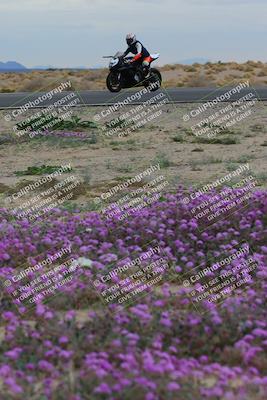 media/Jan-14-2023-SoCal Trackdays (Sat) [[497694156f]]/Turn 14 Exit Bloomig (145pm)/
